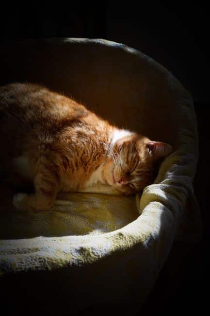 10 Surprising Causes of Constant Tiredness and How to Fight Fatigue Naturally